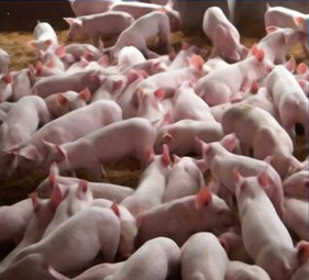 養豬用硫酸亞鐵